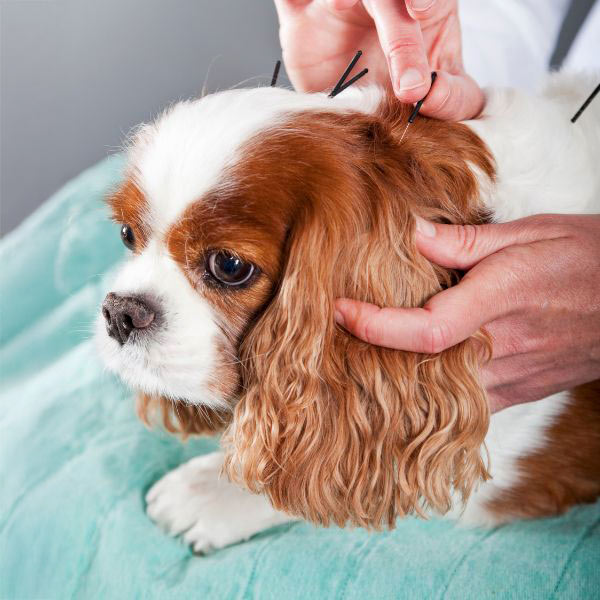 brown and white spaniel dog receiving an acupuncture treatment