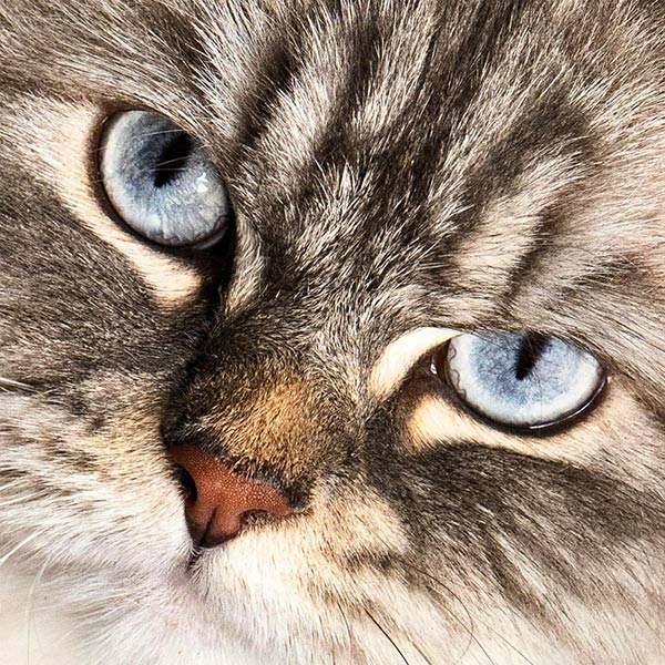 closeup of a fluffy cat with blue eyes