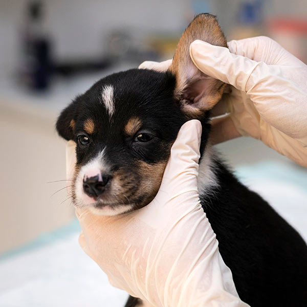 closeup of puppy receiving an ear exam