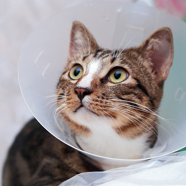 closeup of a tabby cat wearing a protective cone after surgery