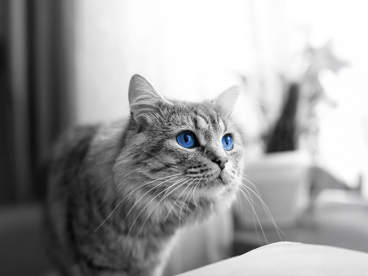 curious fluffy cat relaxing at home - photo is black and white except for the cat's eyes which are blue