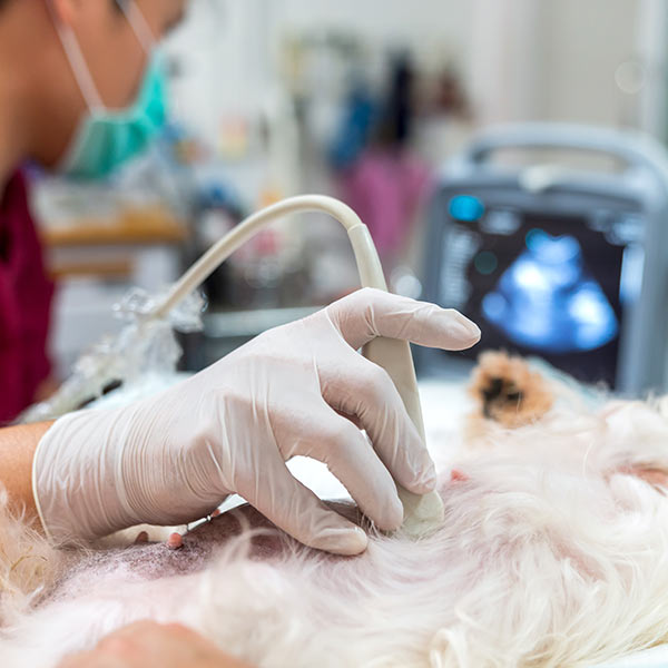 closeup of a dog receiving an ultrasound