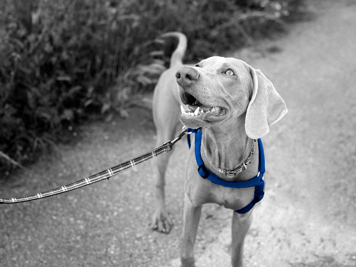 happy weimaraner dog wearing harness on a leash outside - photo is black and white except for the dog's harness which is blue