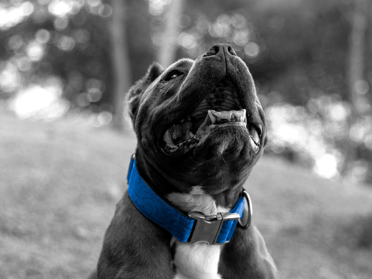 happy pitbull dog looking up and sitting outside - photo is black and white except for the dog's collar which is blue