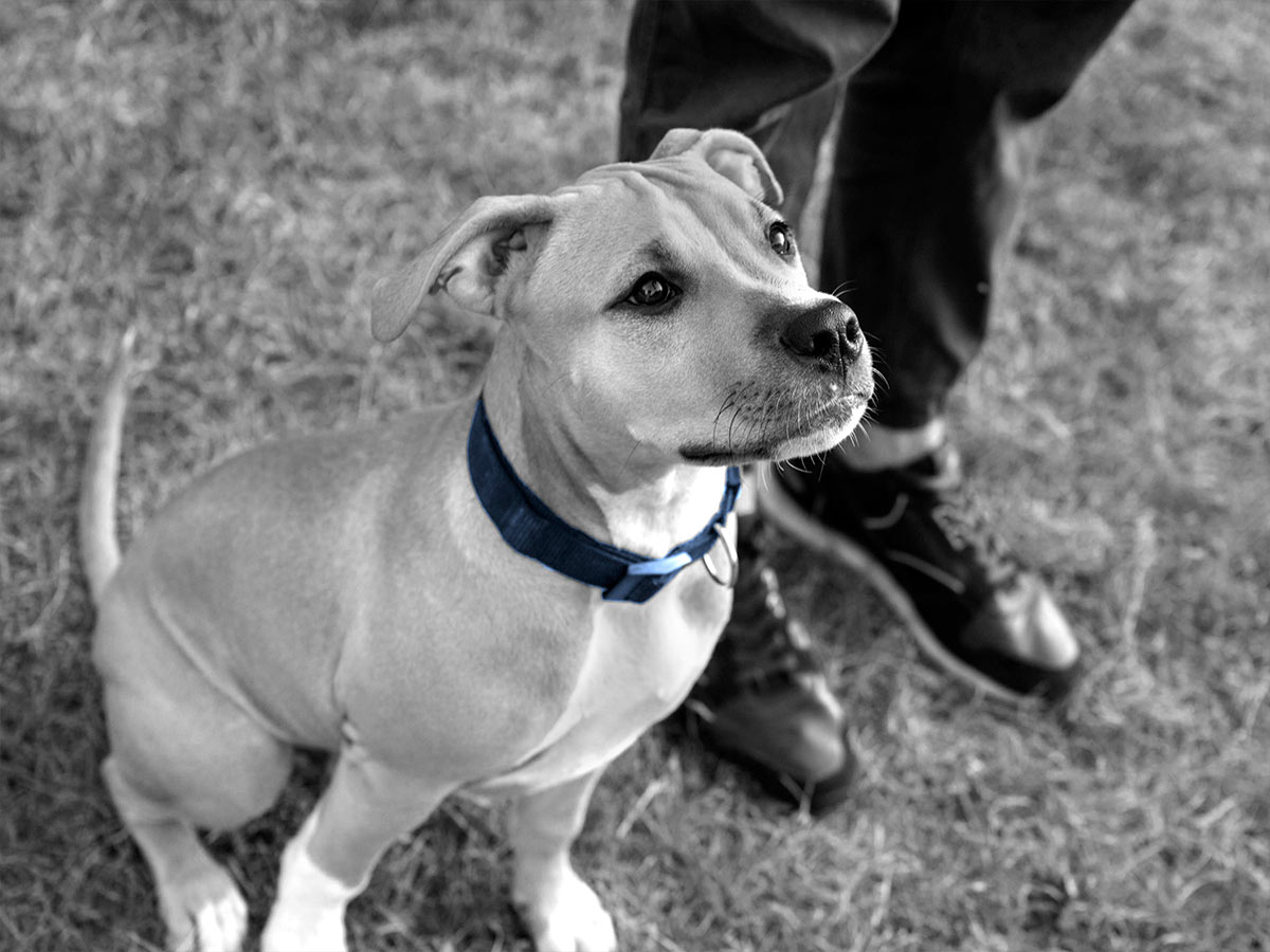 pitbull puppy sitting with their owner outside - photo is black and white except for the dog's collar which is blue