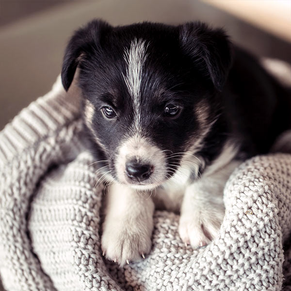 small black and white puppy snuggled up in a knit blanket