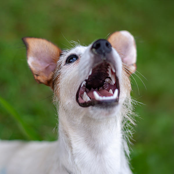 small happy dog with their mouth open outside