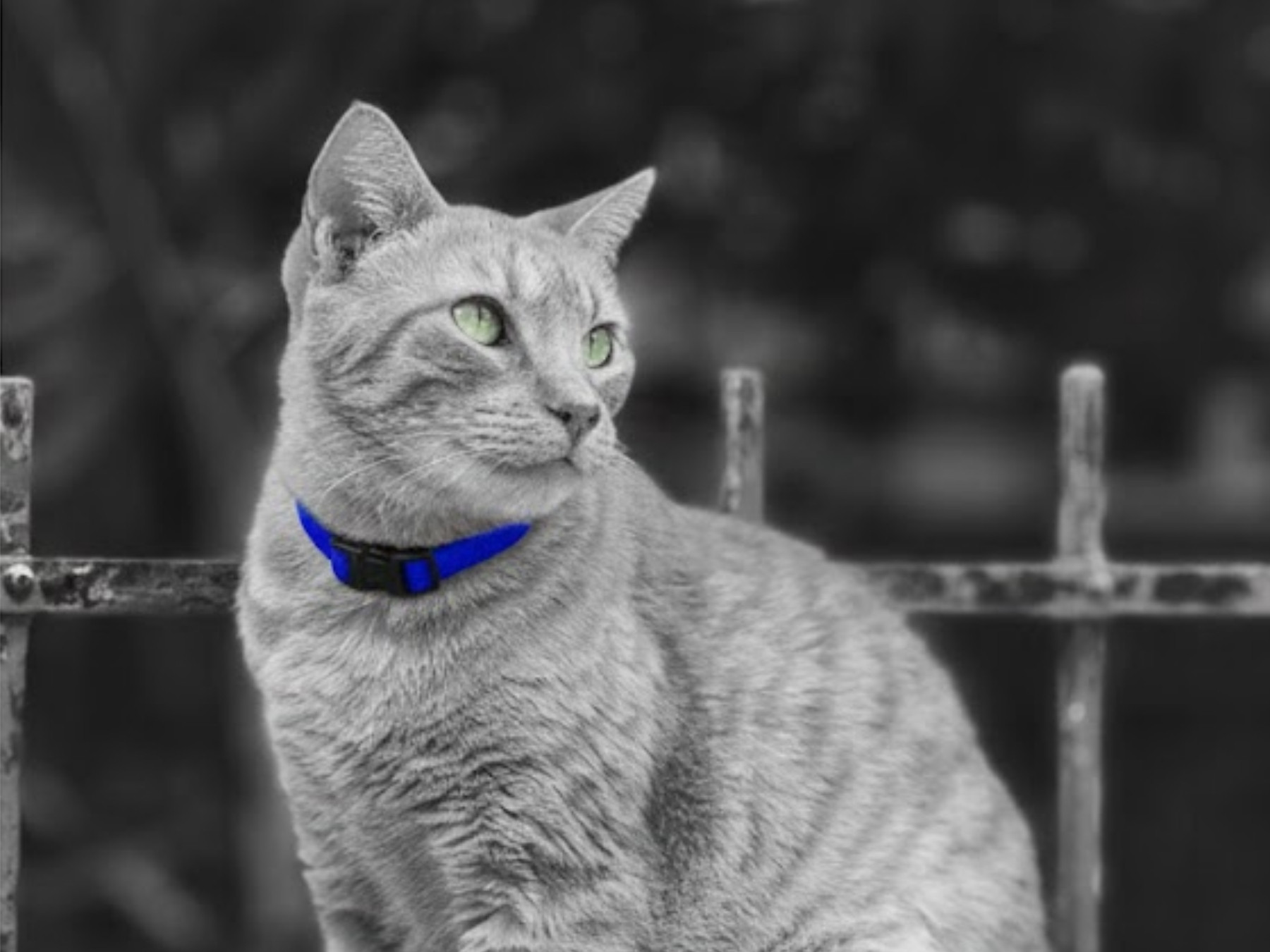Cat sitting on a wall