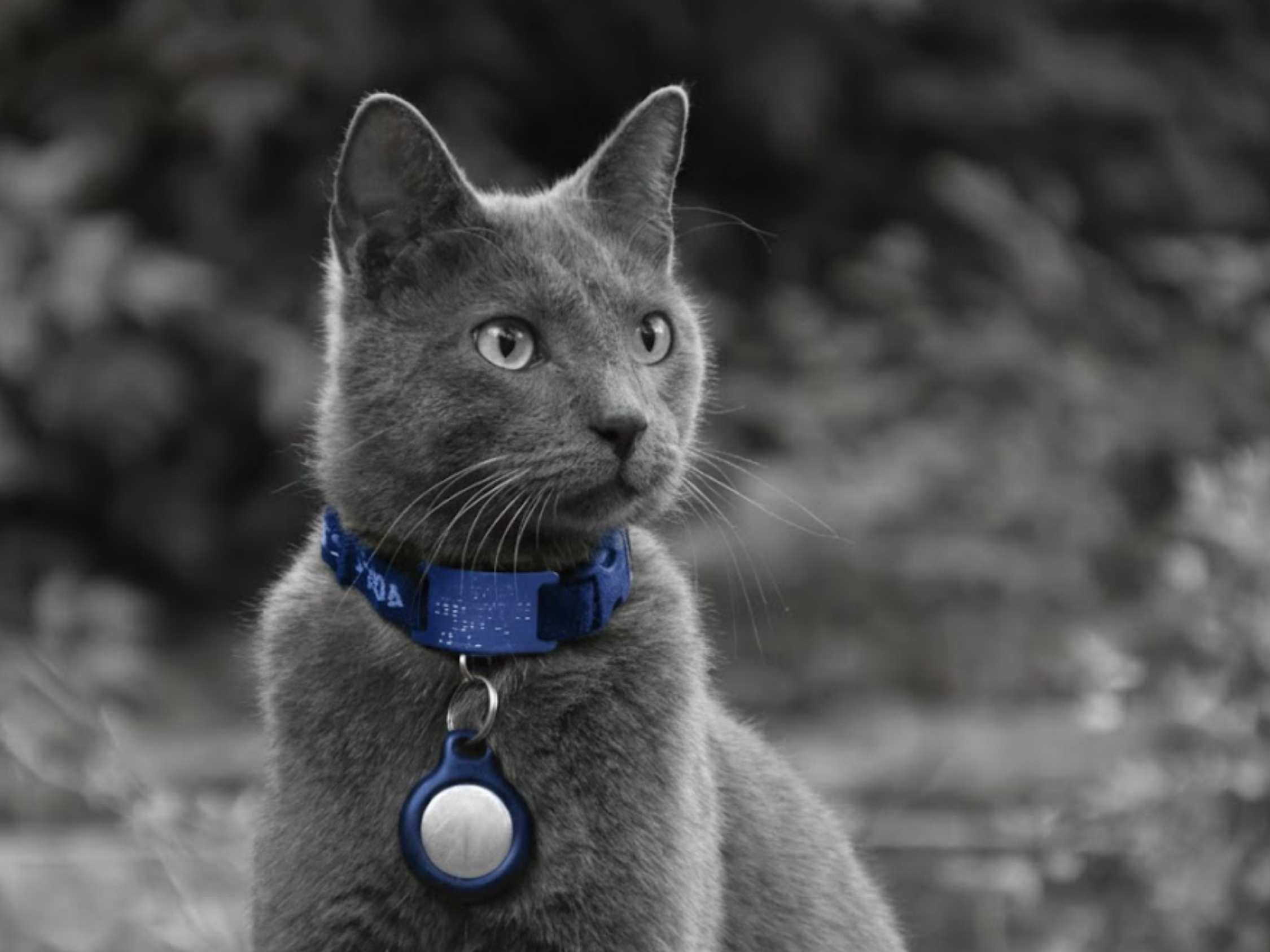 Cat sitting with a caller on