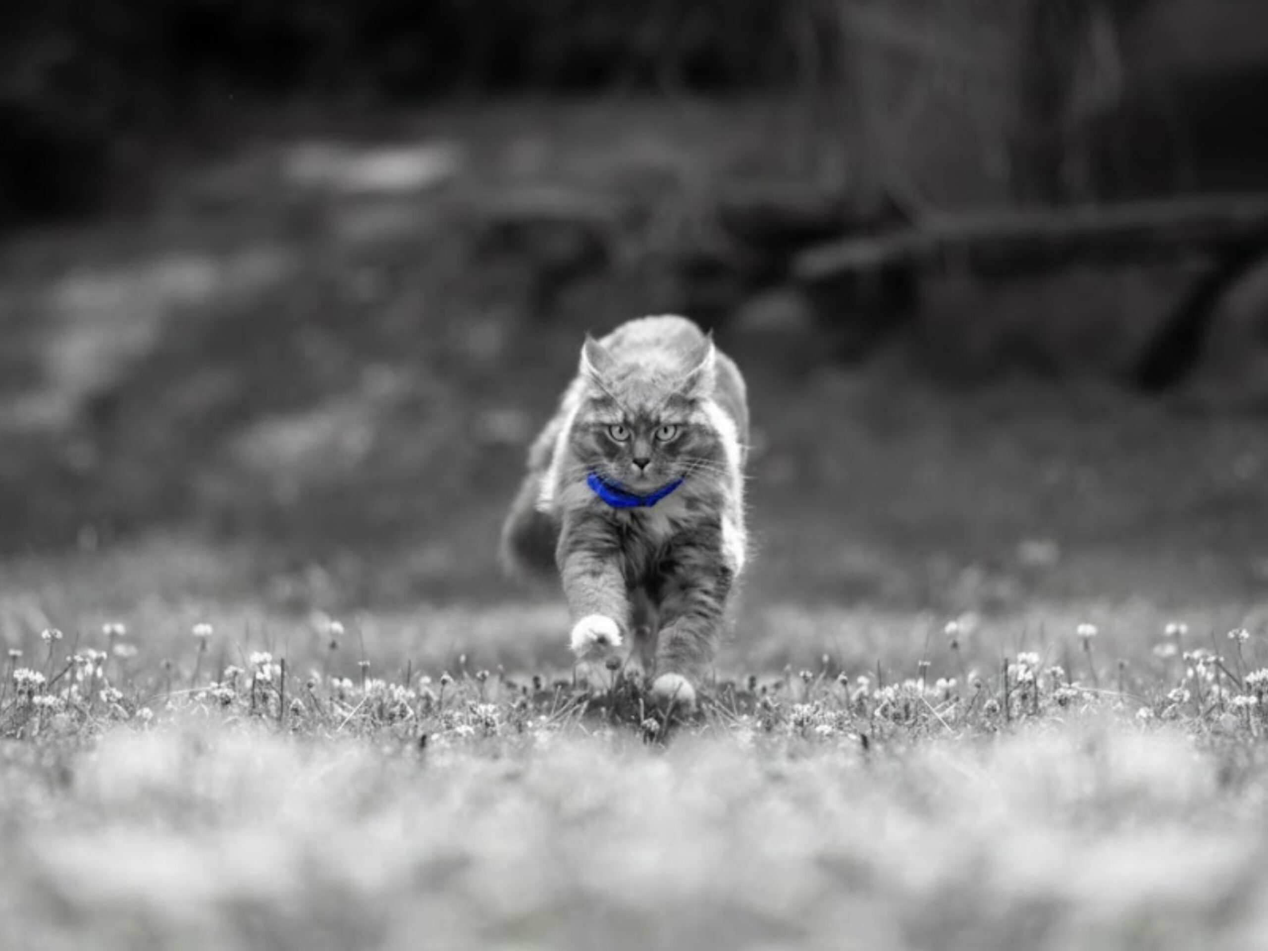Cat walking on the field