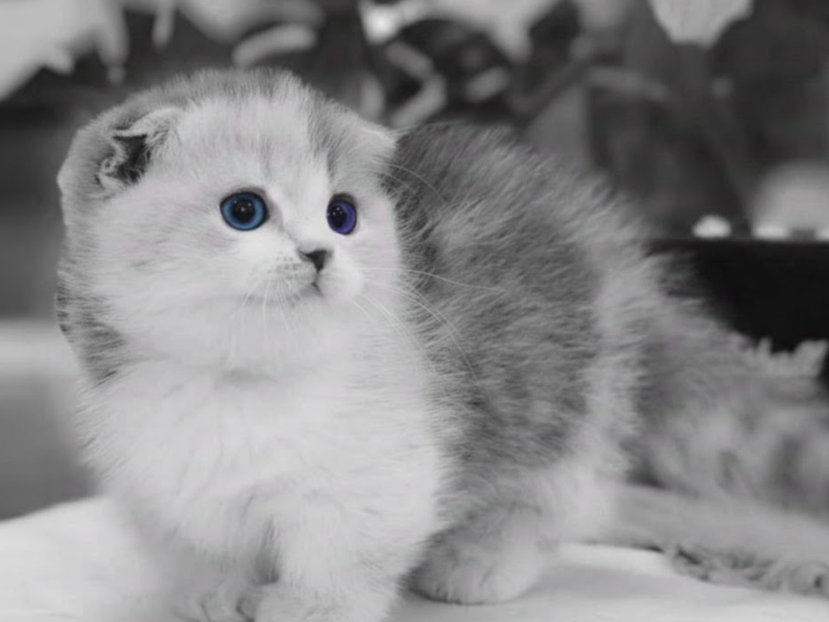 Cute kitten looking