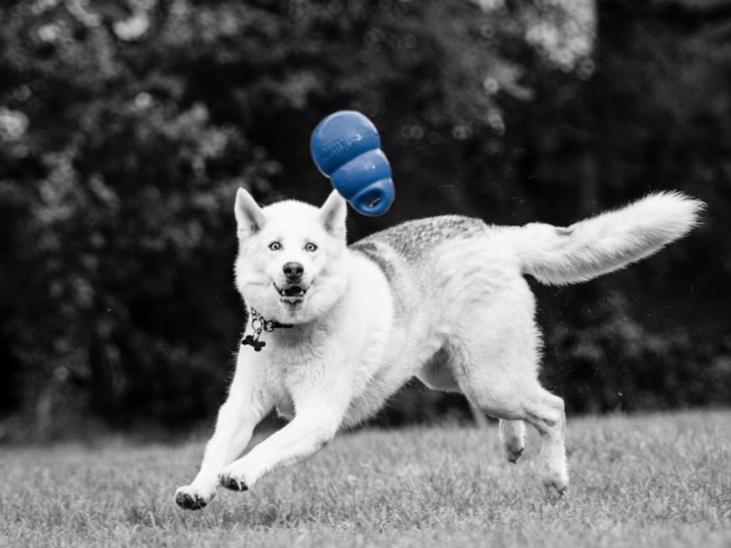 Dog playing with a toy in the field