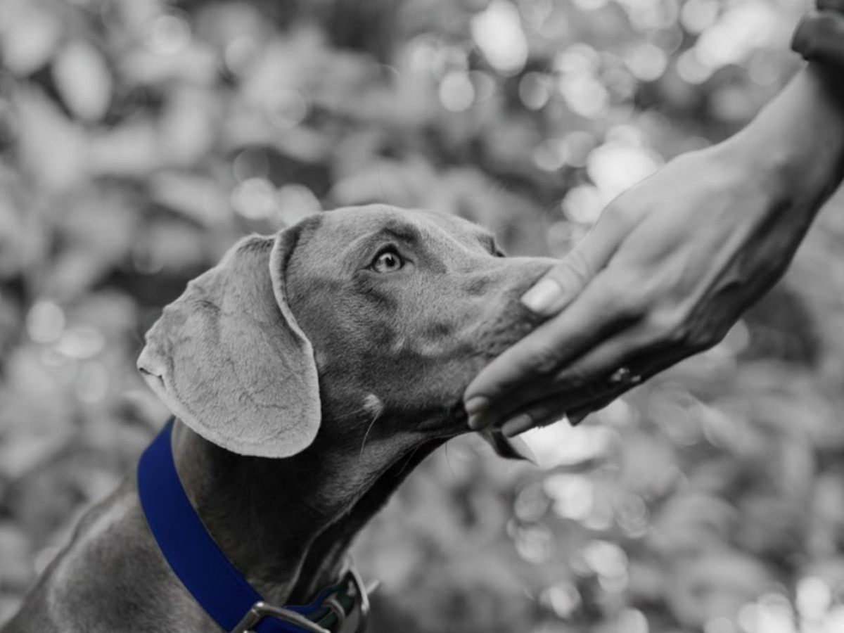 Puppy getting pet by parent