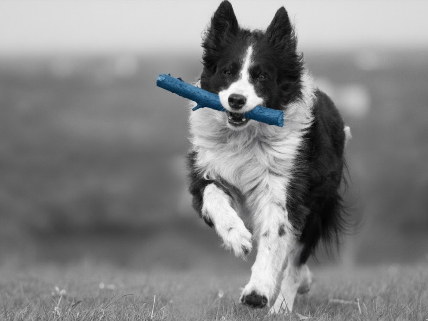 Puppy playing with a log