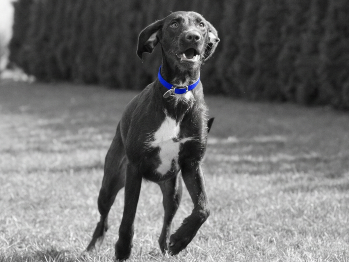 Puppy running in the field with a collar on
