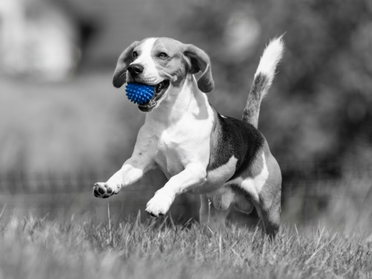 Puppy running with a ball in it's mouth