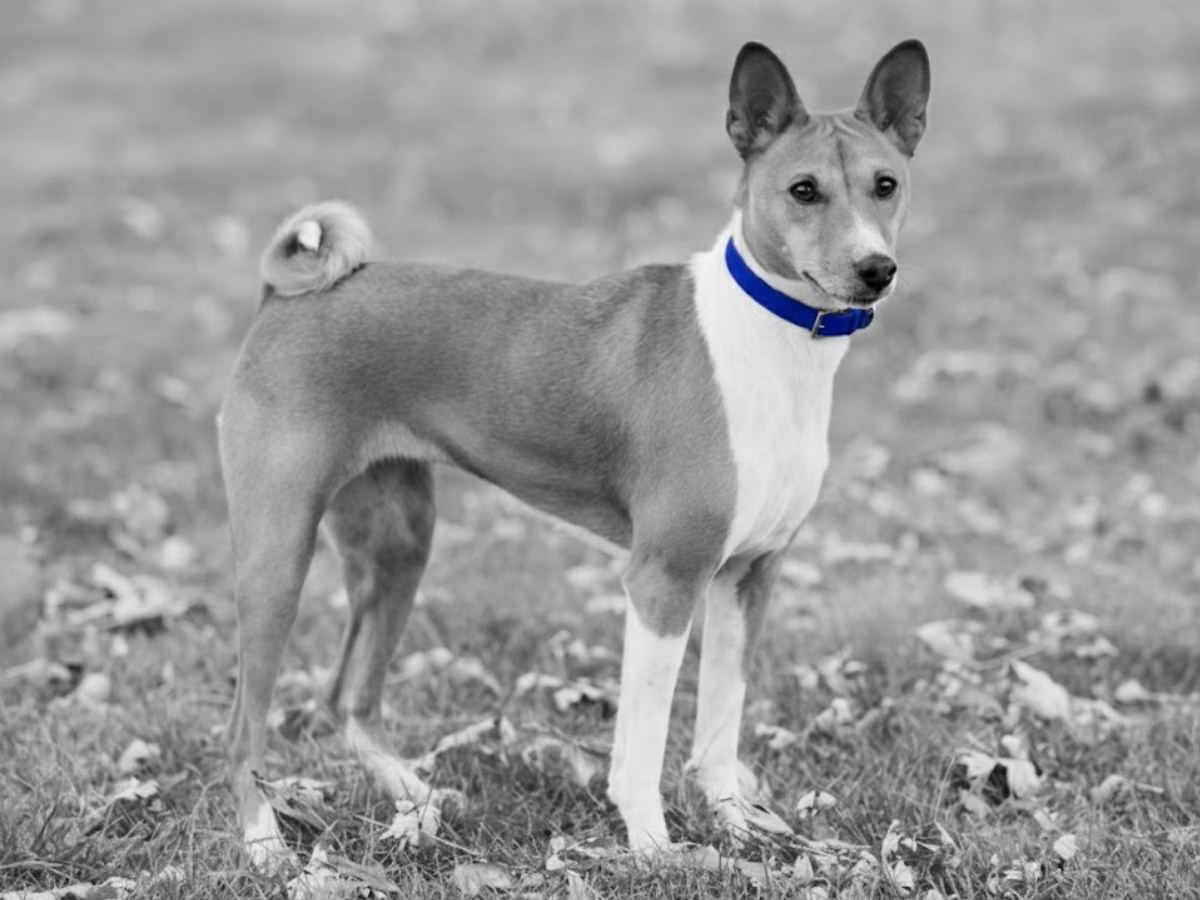 Puppy standing in the field