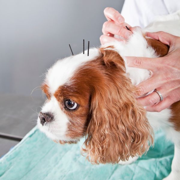 A dog is receiving acupuncture treatment on its head, with needles inserted near its ear