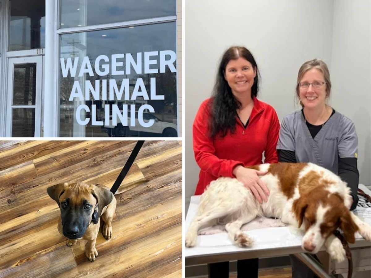 the exterior of Wagener Animal Clinic, a puppy looking up from a wooden floor, and two people with a dog on an examination table.
